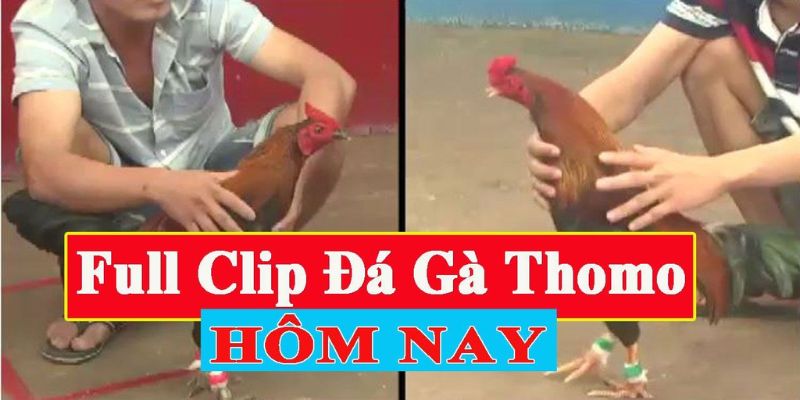 Cuộc chiến mãn nhãn với trực tiếp đá gà Thomo đẳng cấp