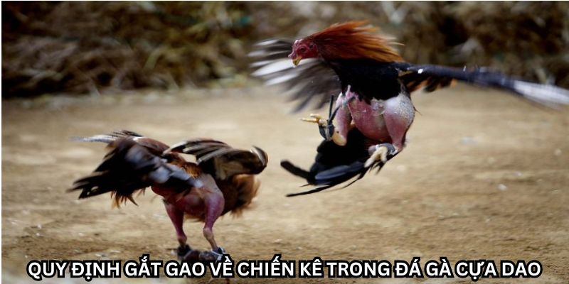 Đỉnh cao quyết liệt trong từng trận đá gà cựa dao