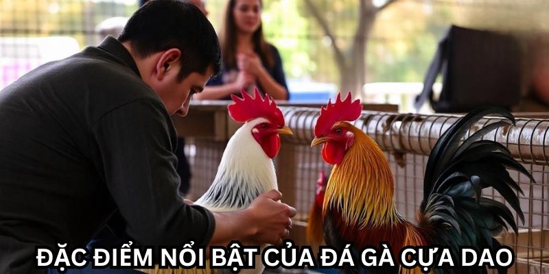 Mãn nhãn với đá gà cựa dao: Sức hút không thể chối từ