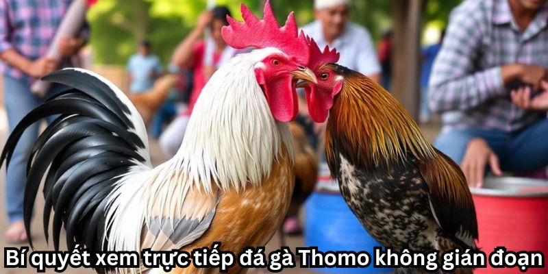 Theo dõi trực tiếp đá gà Thomo: Kịch tính từng giây phút